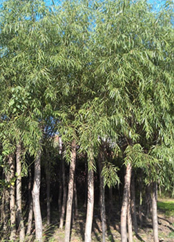 找河南開元園林生態(tài)實(shí)業(yè)的河南垂柳,潢川垂柳基地價(jià)格、圖片、詳情,上一比多_一比多產(chǎn)品庫