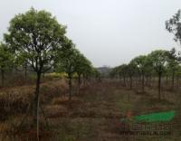 江西廣茂實(shí)業(yè)大量供應(yīng)樹形好的桂花紫薇櫻花_江西廣茂實(shí)業(yè)大量供應(yīng)樹形好的桂花紫薇櫻花供應(yīng)_江西南昌廣茂實(shí)業(yè)_中國(guó)園林網(wǎng)