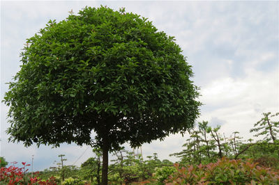 桂花03江西吉安精品苗木,工程苗木-江西井岡園林實(shí)業(yè)發(fā)展商鋪供應(yīng)列表-第1頁(yè)