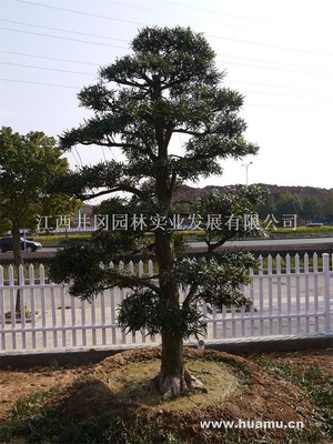 【日本造型羅漢松LHS008供應|精品苗木、工程苗木江西井岡園林實業發展商鋪