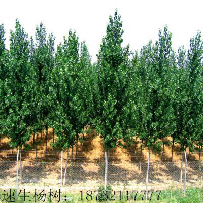 各種規(guī)格綠化苗木_綠色蔬菜_蘋(píng)果_冬棗&ndash;【兆君實(shí)業(yè)】