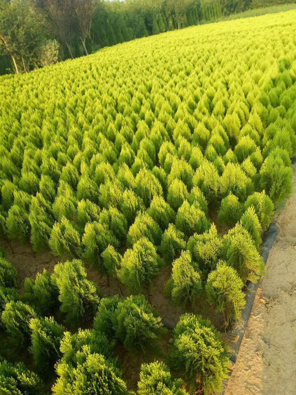 _河南灑金柏_河南開(kāi)元園林生態(tài)實(shí)業(yè)