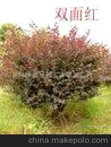 【紅?木球】?jī)r(jià)格,廠家,圖片,球根花卉,株洲金林龍園林實(shí)業(yè)-