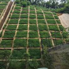  湖南新天地園林綠化實(shí)業(yè)公司 主營(yíng) 各種花圃苗木 玉蘭樹(shù)