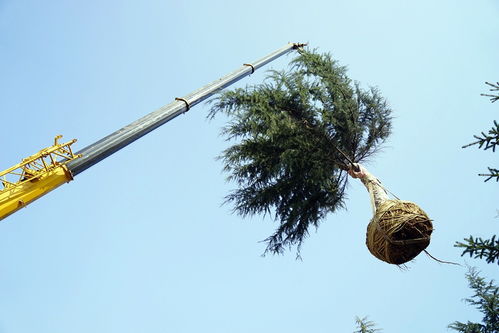 實業(yè)公司海奧園林公司多措并舉 為新機場建設(shè)添磚加瓦 &ndash;