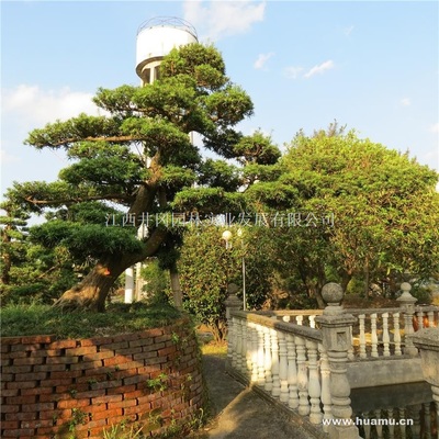 【羅漢松供應|精品苗木、工程苗木江西井岡園林實業發展商鋪